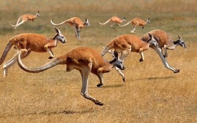 Running Kangaroos and Competing Educational Theories