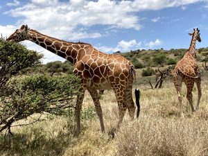 The Reticulated Giraffe - Laikipia Wildlife Conservancy